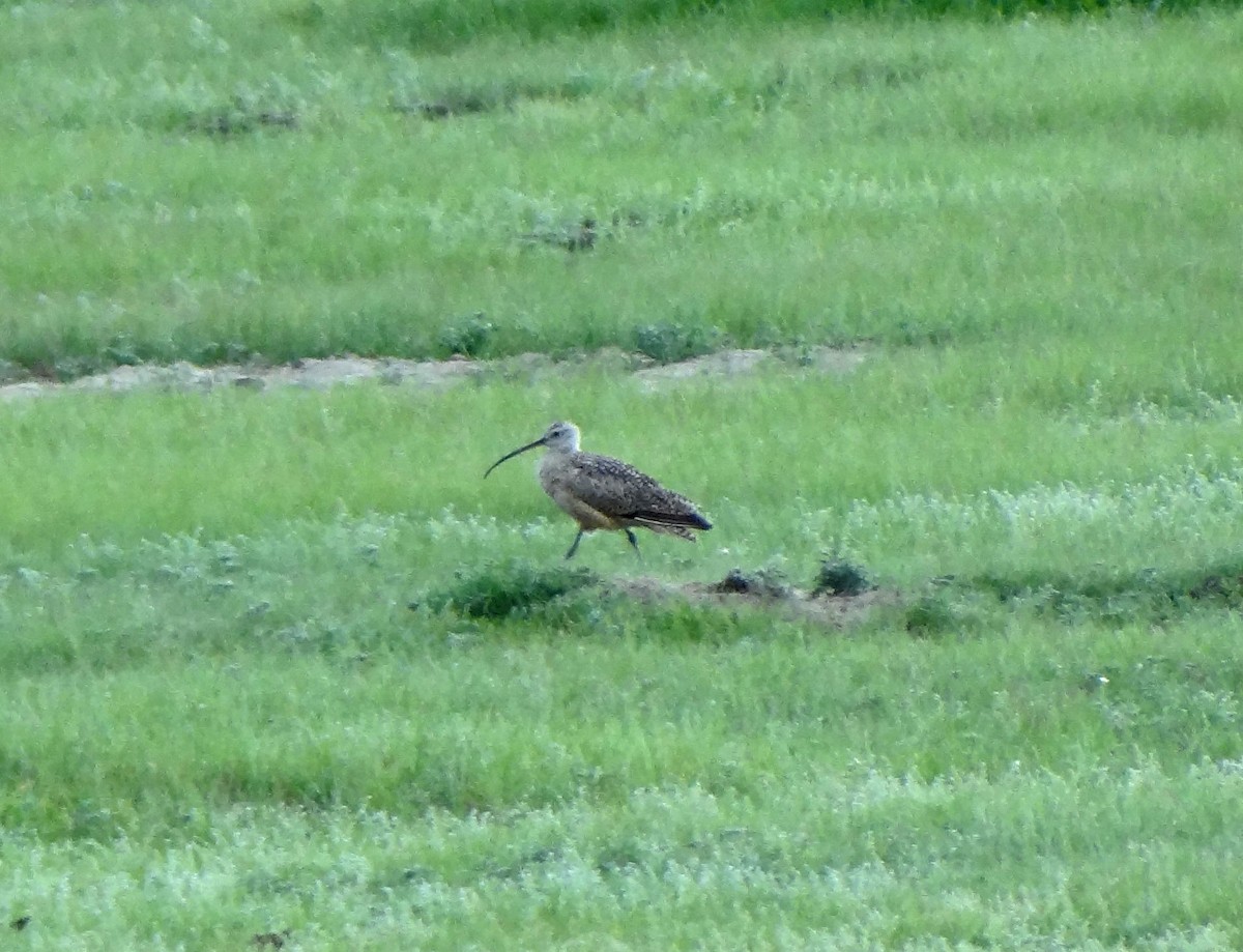 Long-billed Curlew - ML110132901
