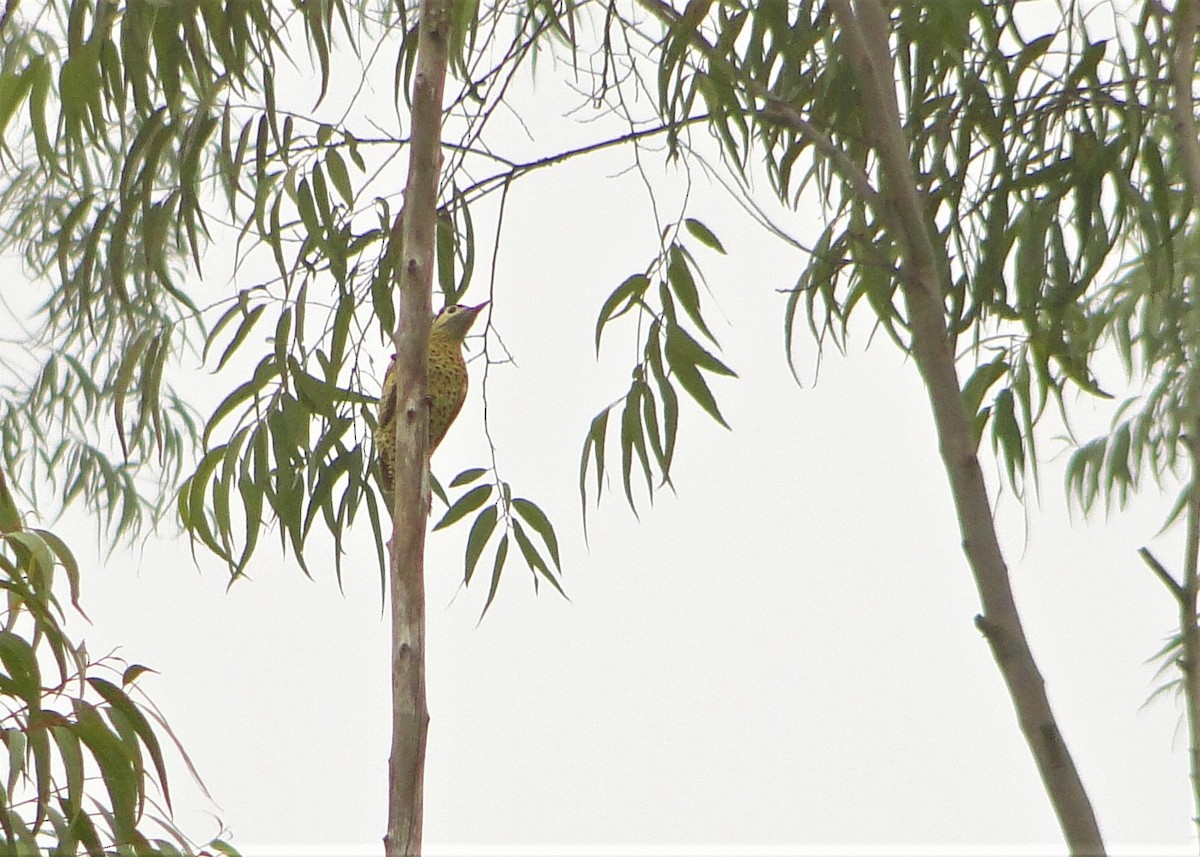 Green-barred Woodpecker - ML110135371