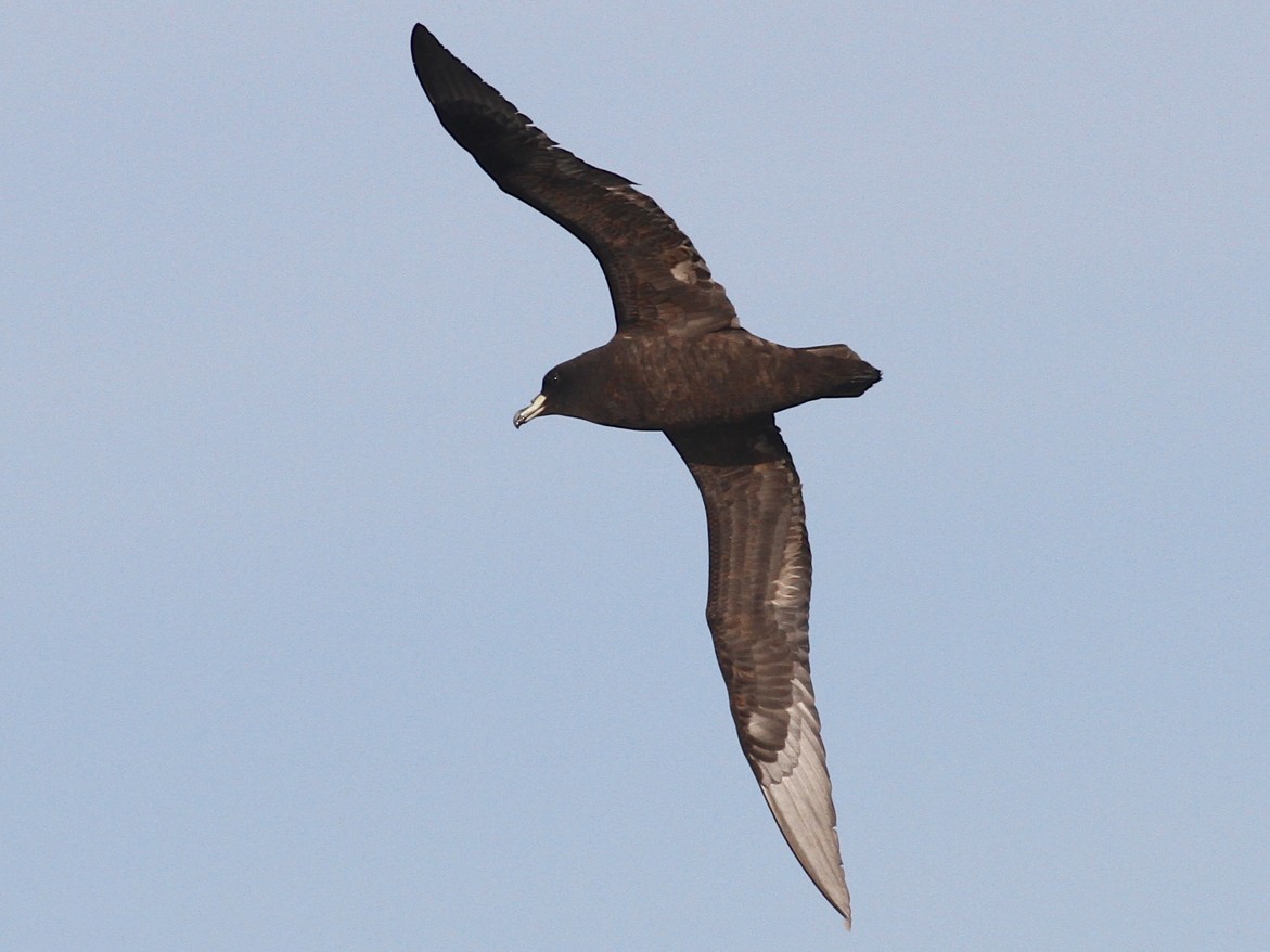 Westland Petrel - Robert Hamilton