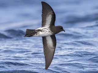  - New Zealand Storm-Petrel