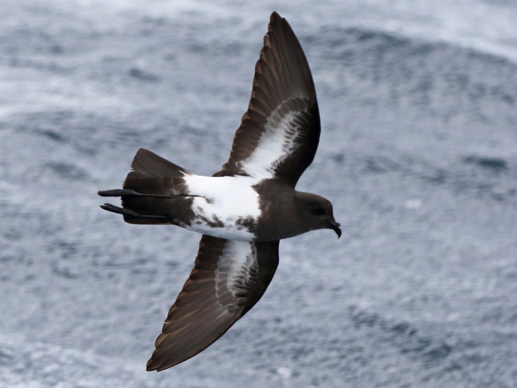 Black-bellied Storm-Petrel - Richard Fuller