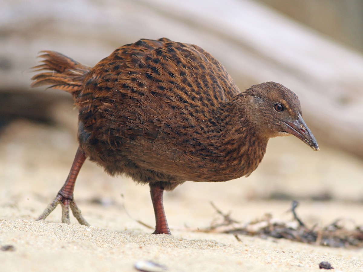 ニュージーランドクイナ Ebird