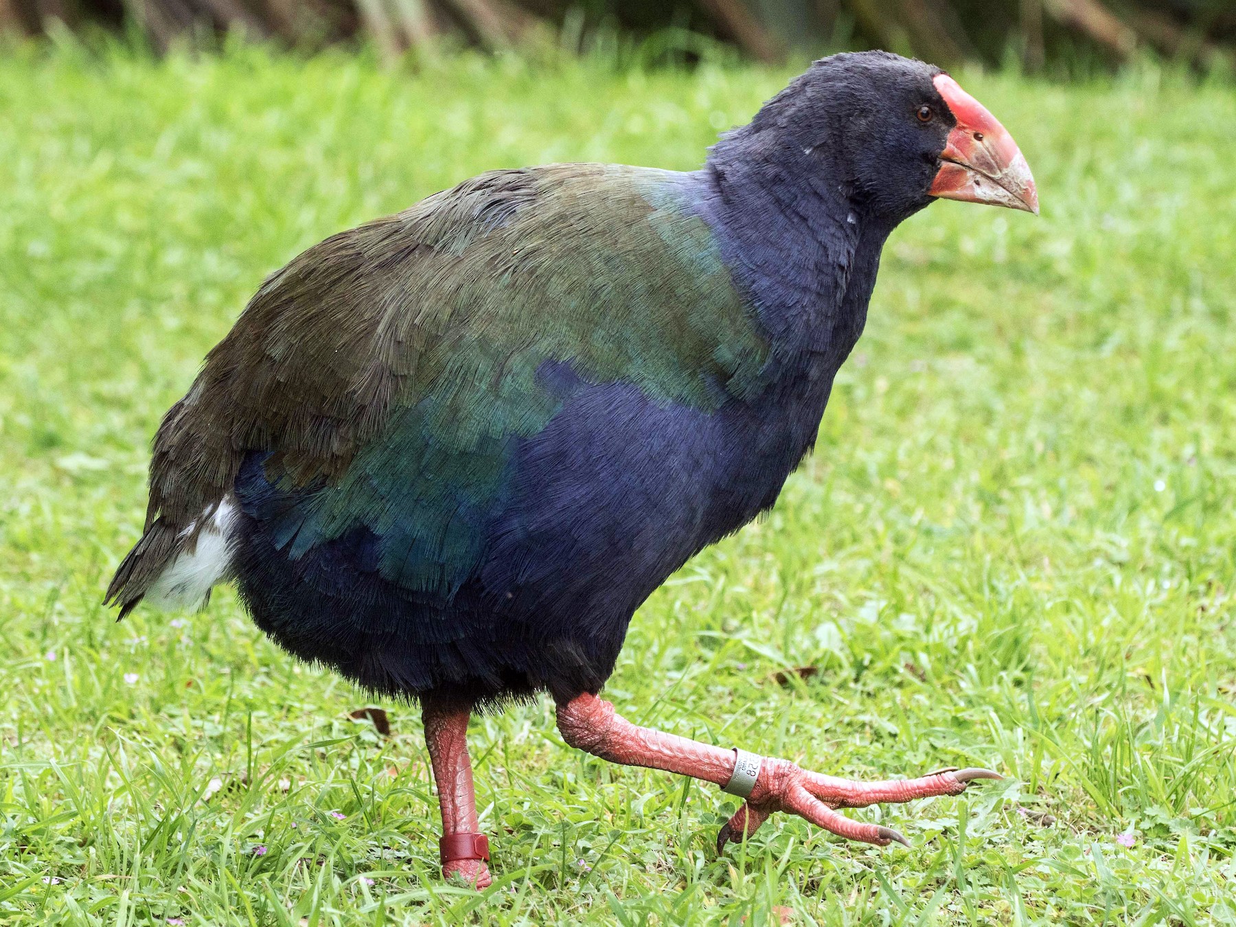 South Island Takahe - eBird