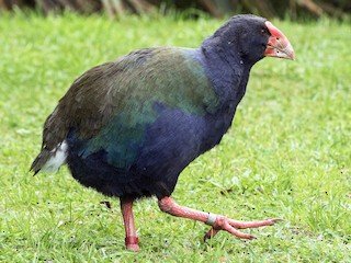  - South Island Takahe