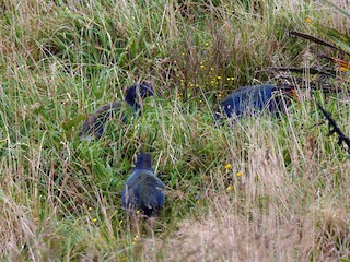  - South Island Takahe