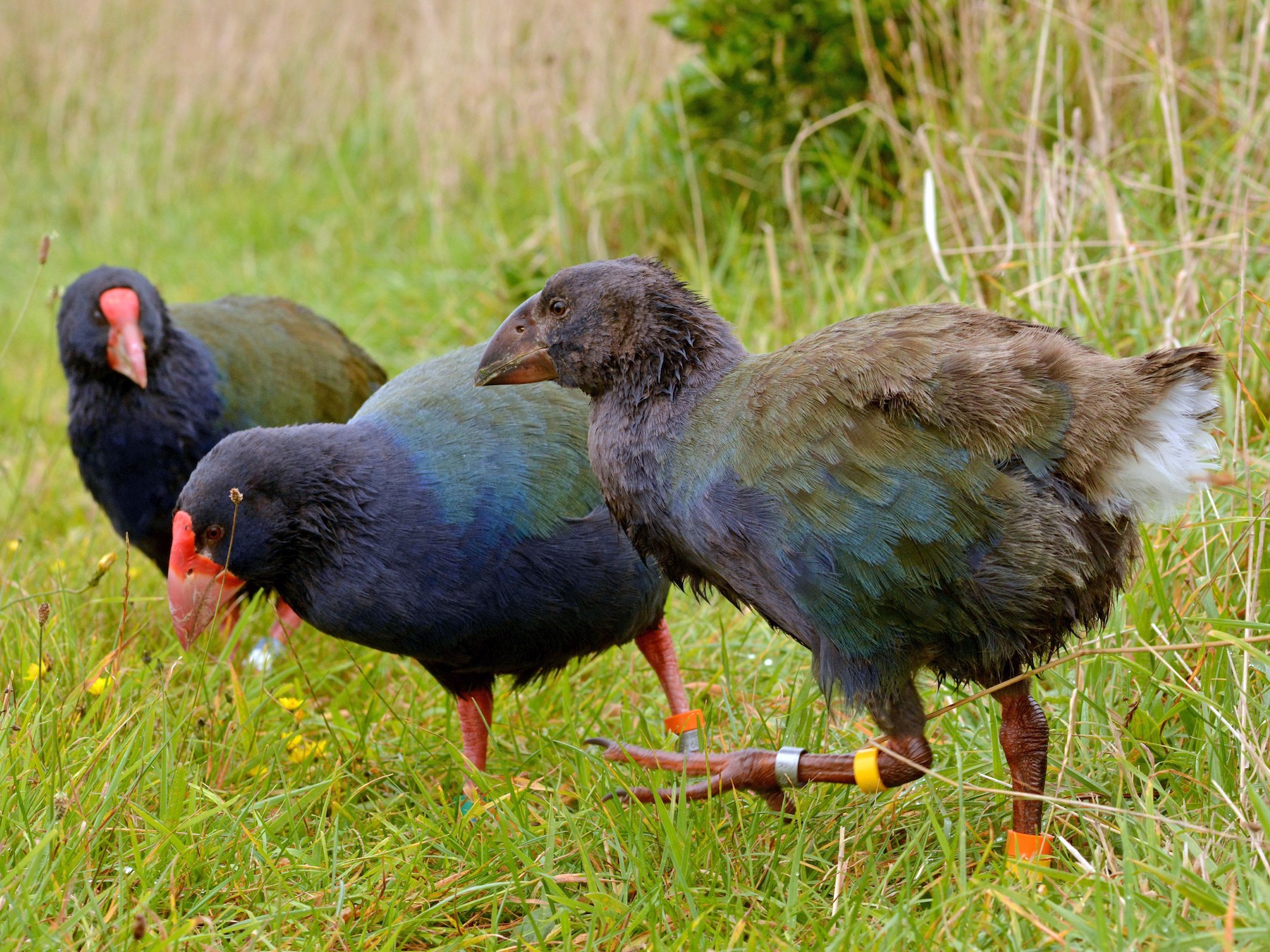 takahe bird