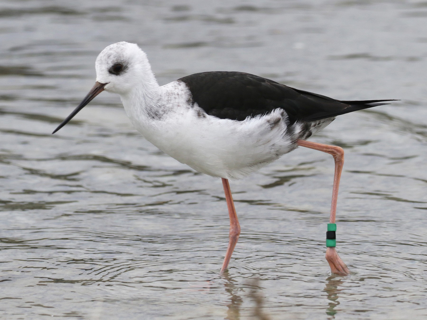 Black Stilt eBird