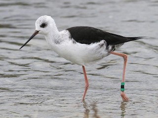 クロセイタカシギ - eBird