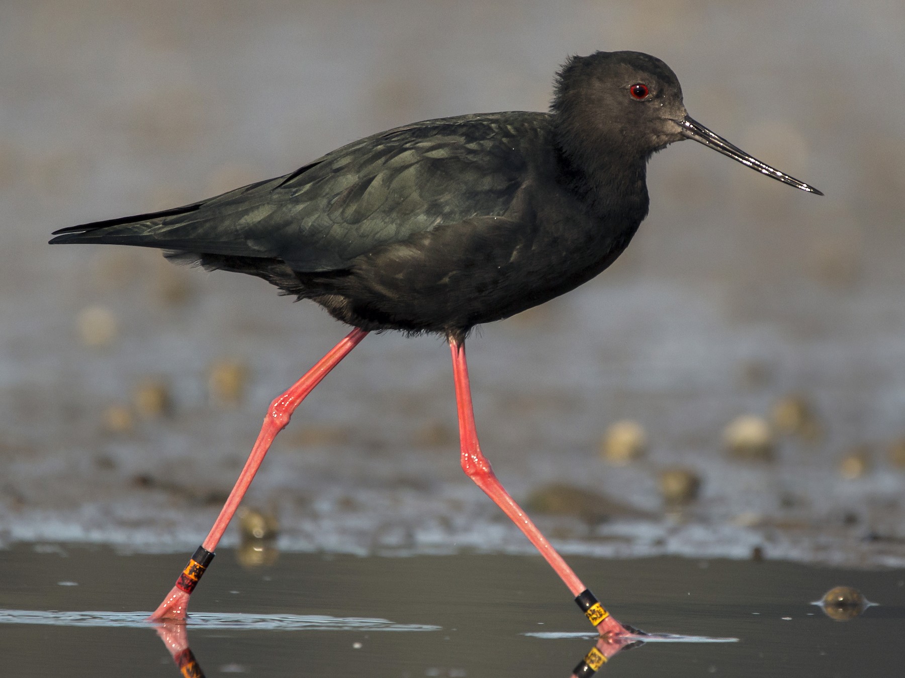 Black Stilt eBird