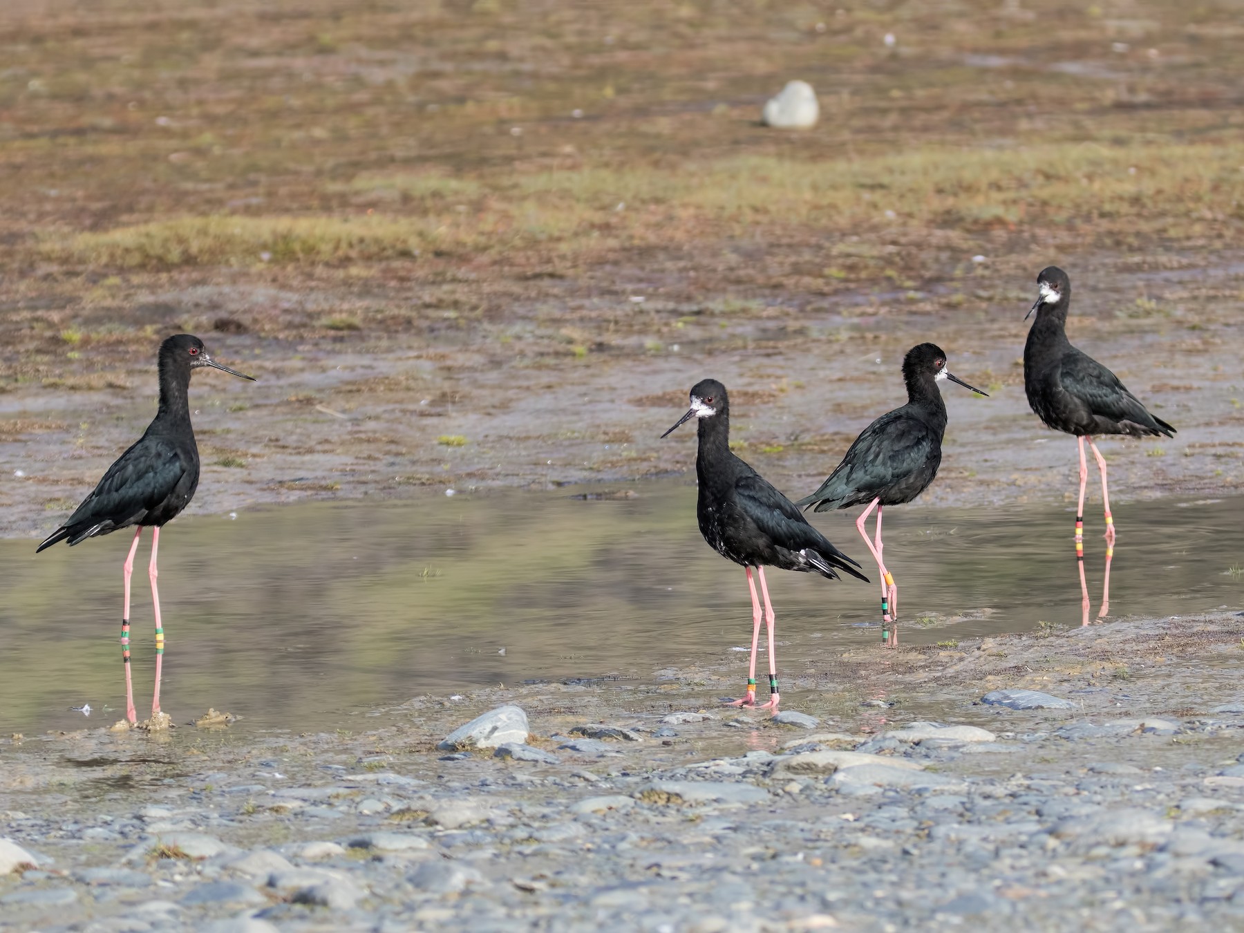Black Stilt eBird