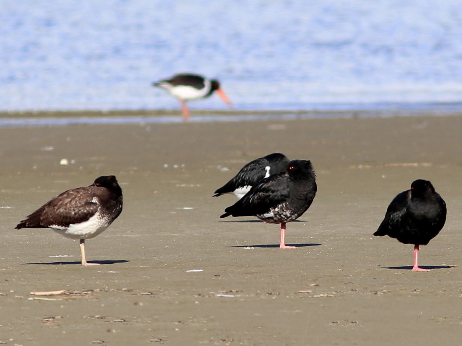 Variable Oystercatcher - Rohan van Twest