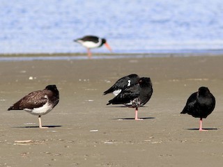  - Variable Oystercatcher