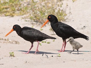  - Variable Oystercatcher
