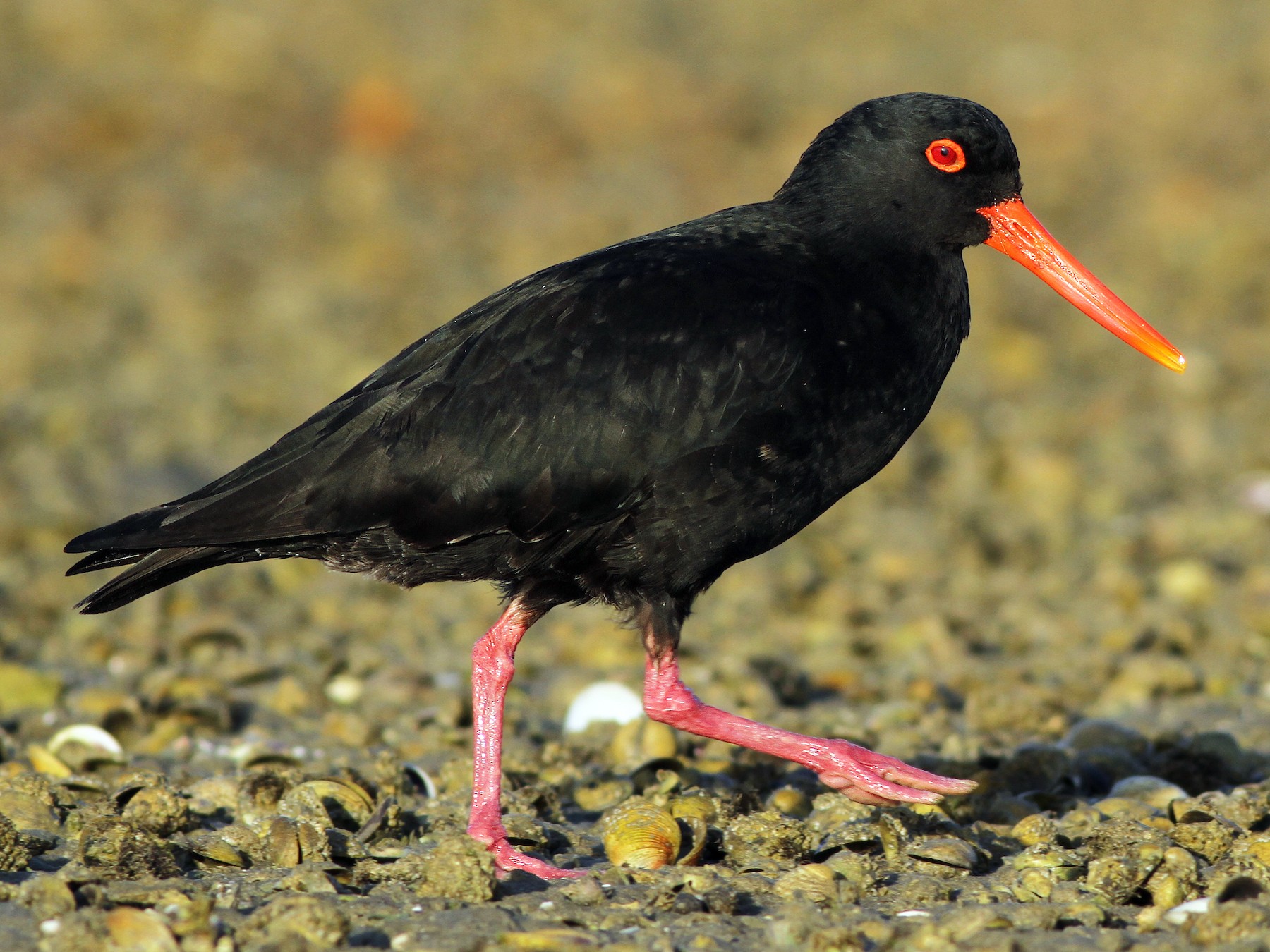 Variable Oystercatcher - Evan Lipton