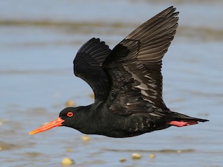  - Variable Oystercatcher
