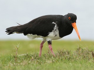  - Variable Oystercatcher
