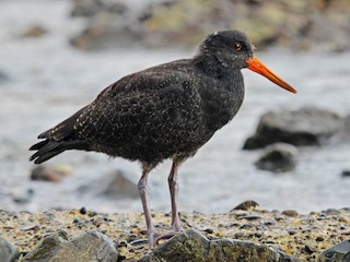  - Variable Oystercatcher
