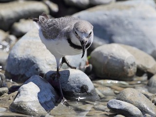 นกเต็มวัยในฤดูผสมพันธุ์ - Brendan Klick - ML110141201