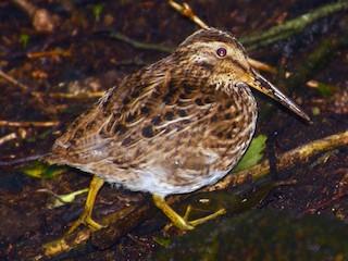  - Chatham Islands Snipe