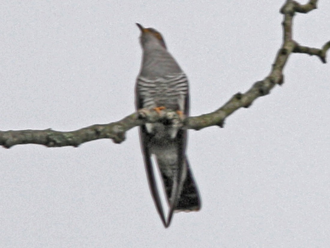 Common Cuckoo - PANKAJ GUPTA