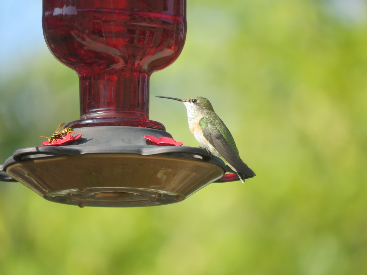 Calliope Hummingbird - ML110143141