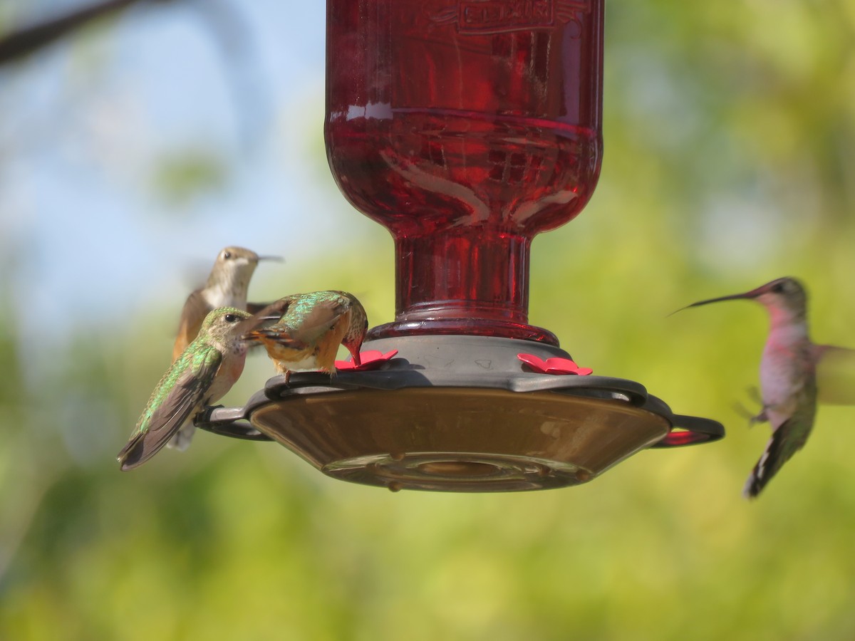 Calliope Hummingbird - ML110143231