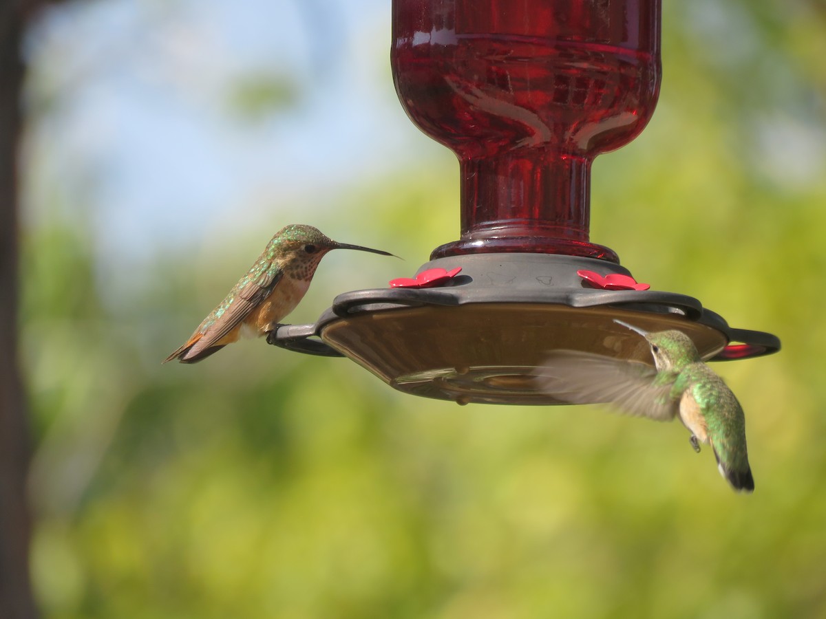 Calliope Hummingbird - ML110143241