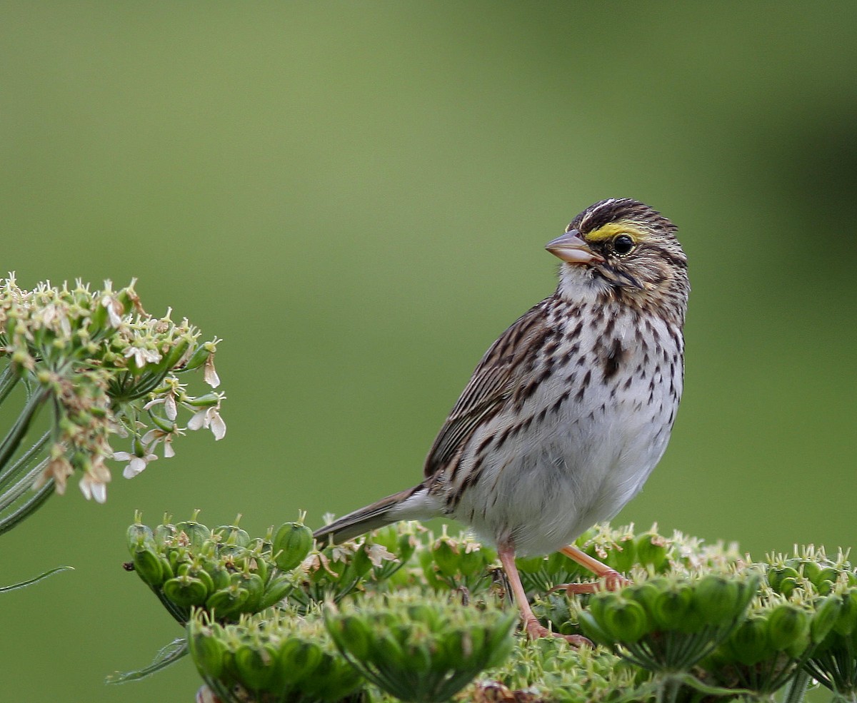 Savannah Sparrow - Guy Poisson