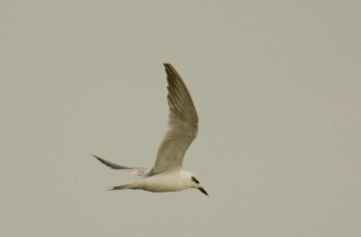 Gull-billed Tern - Krishna Murthy