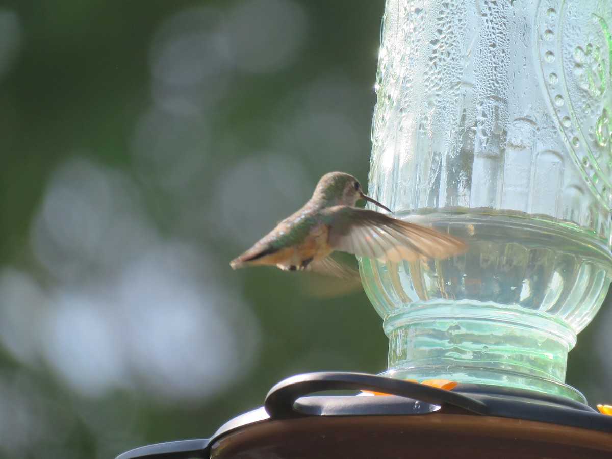 Calliope Hummingbird - ML110143691