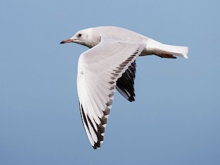 ハシグロカモメ - eBird