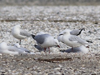 Adult (with Red-billed Gull) - Rohan van Twest - ML110144061