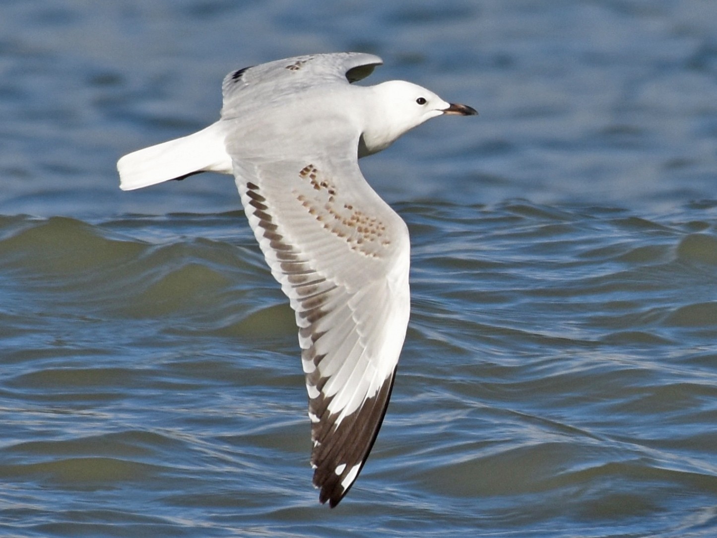 Silver Gull - eBird