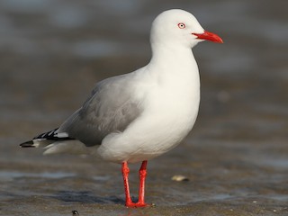  - Silver Gull (Red-billed)