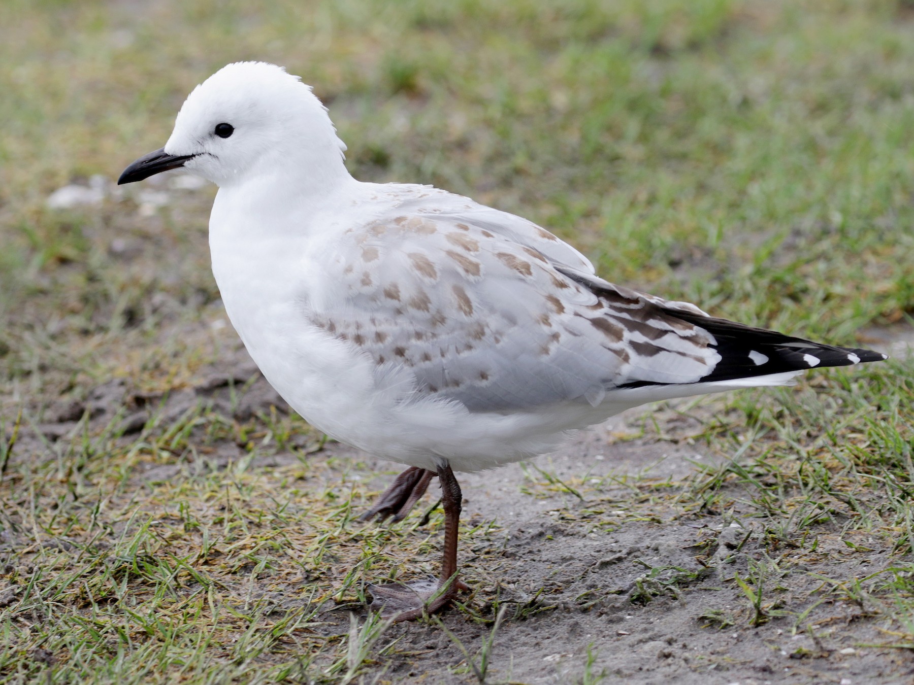 Silver Gull - eBird