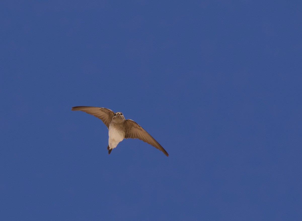 Northern Rough-winged Swallow - ML110144761