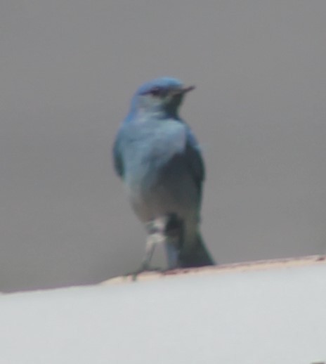 Mountain Bluebird - ML110145051