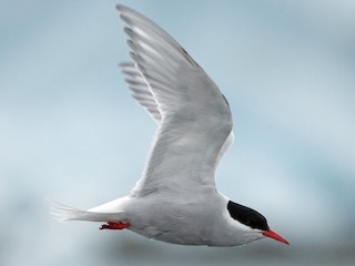  - Antarctic Tern (Antarctic)