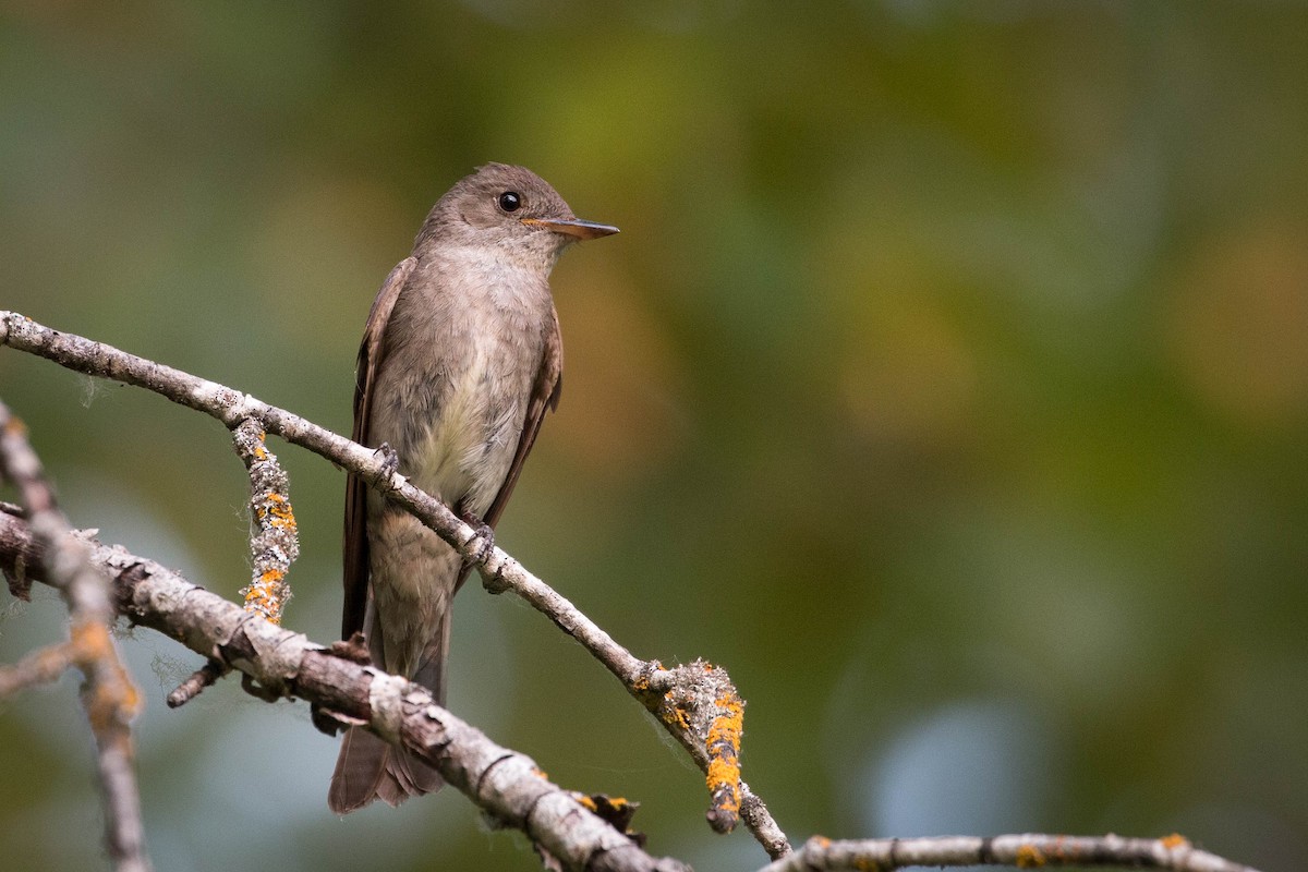 Western Wood-Pewee - Tanner Martin