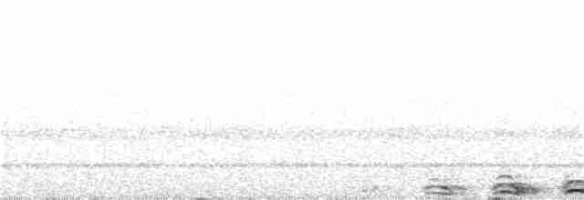 Сова плямиста (підвид lucida) - ML110146211