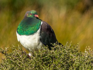  - New Zealand Pigeon