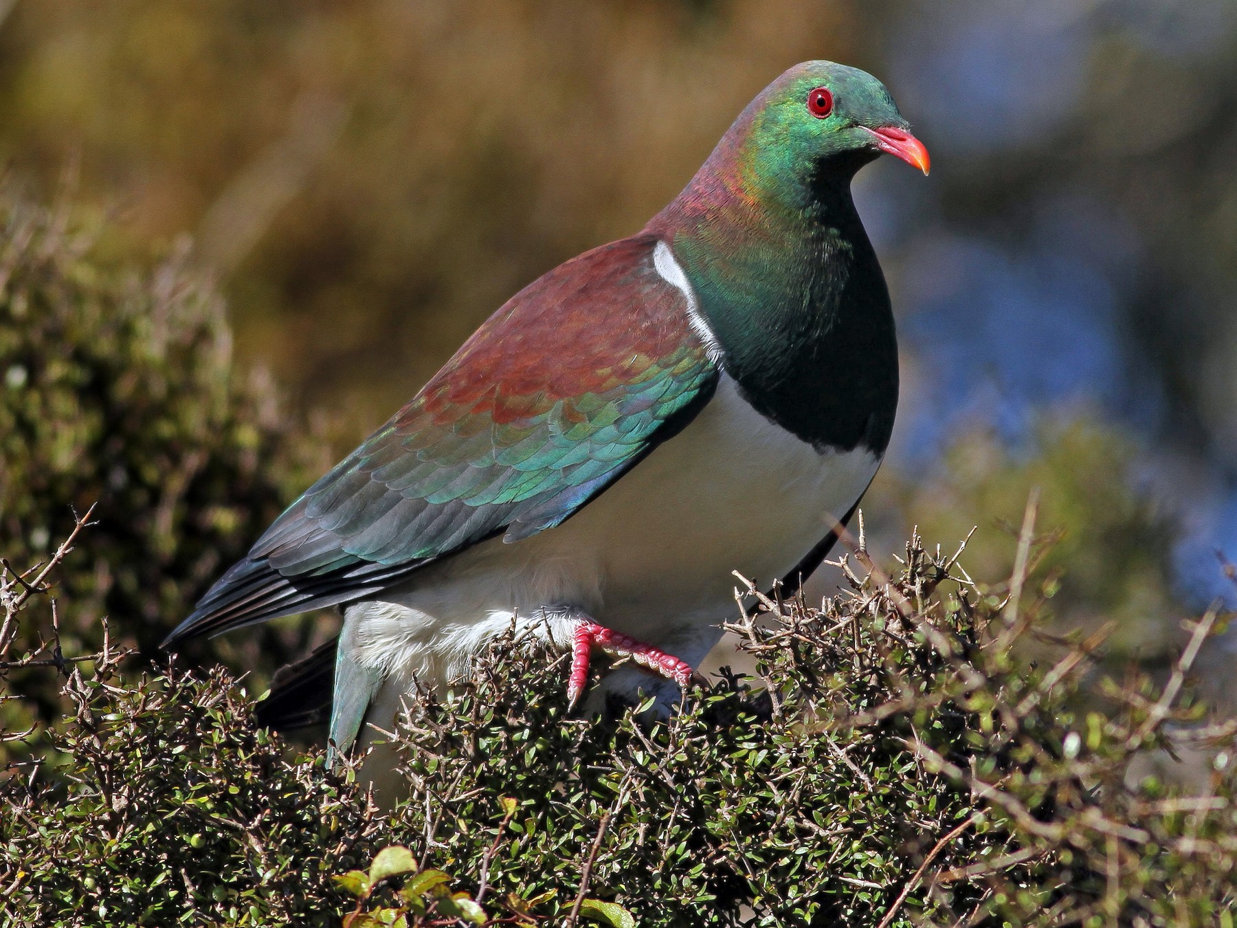 New Zealand Pigeon - Evan Lipton