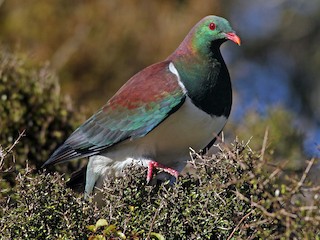  - New Zealand Pigeon