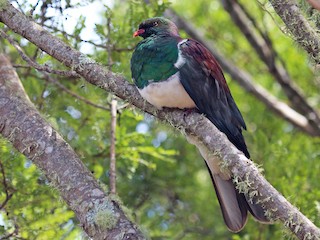  - New Zealand Pigeon
