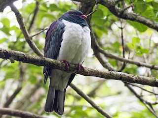  - New Zealand Pigeon