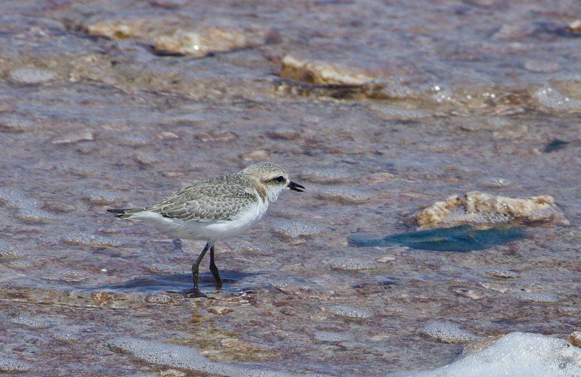 Red-capped Plover - ML110147421