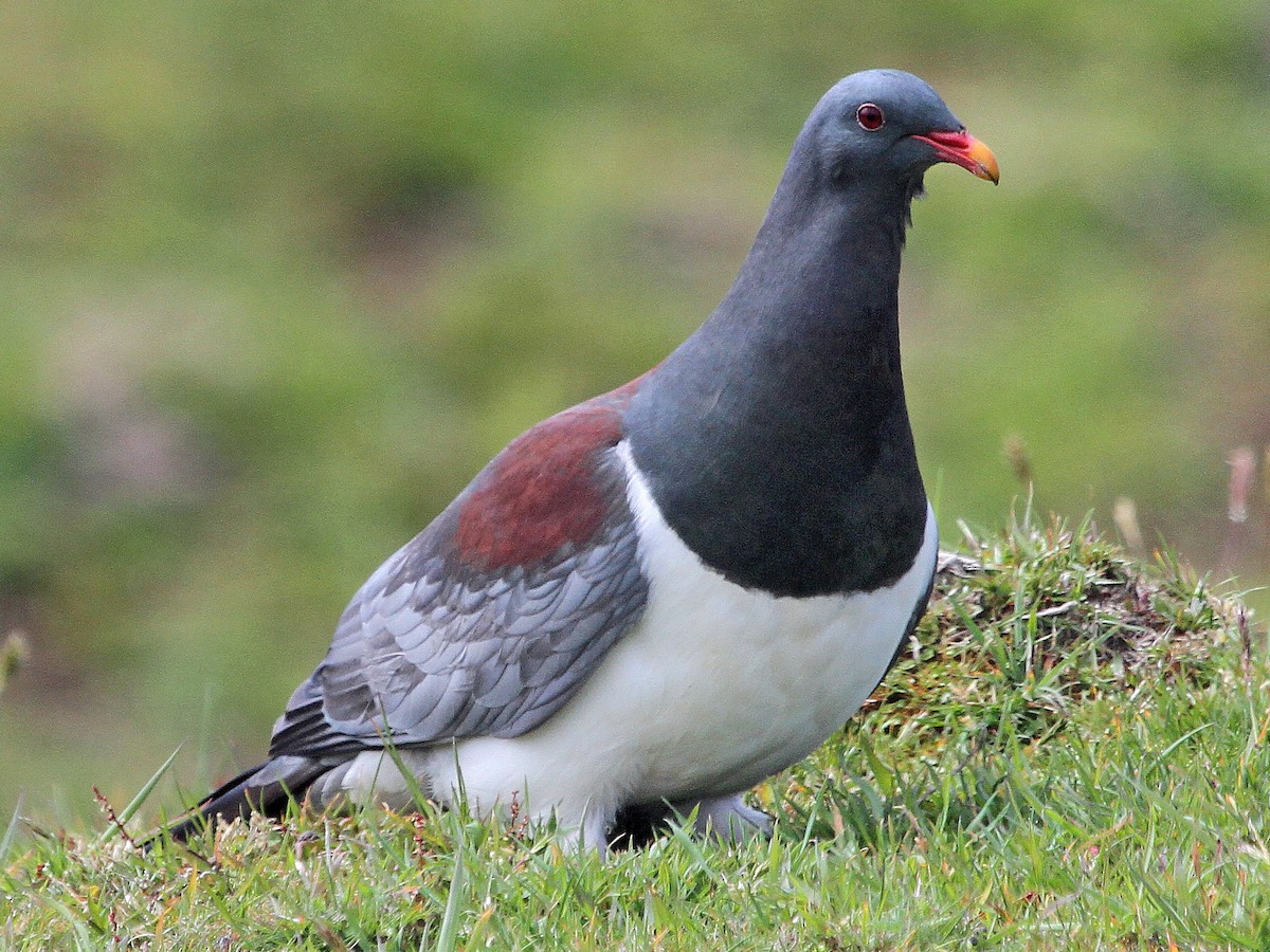 Chatham Island Pigeon - Hemiphaga chathamensis - Birds of the World