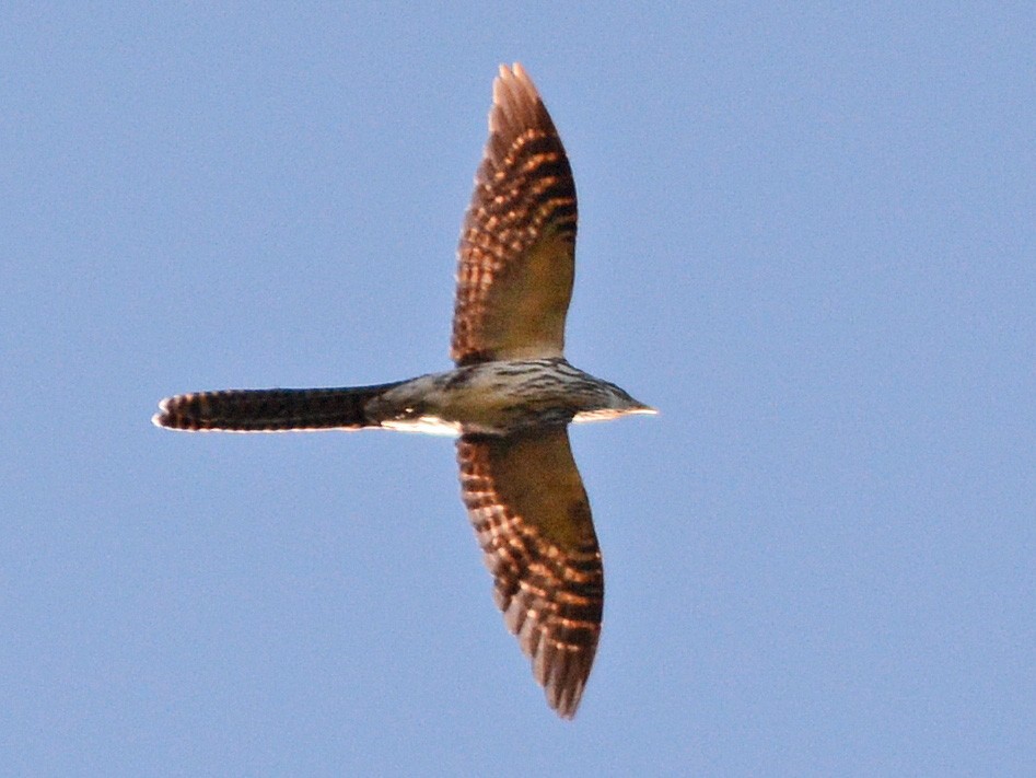 Long-tailed Koel - eBird