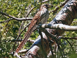  - Long-tailed Koel