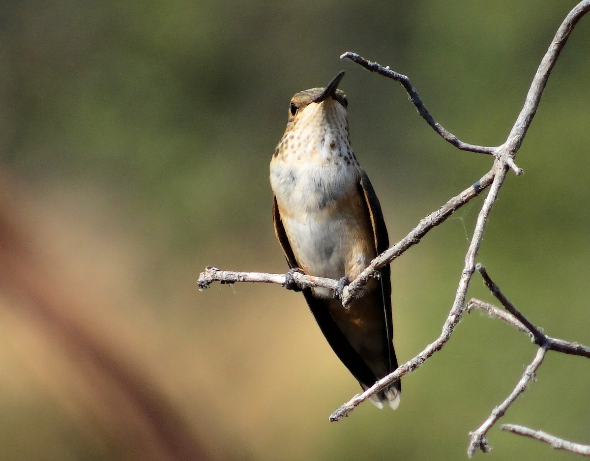 Calliope Hummingbird - Cara Barnhill